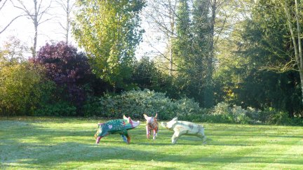 Rectory Pigs